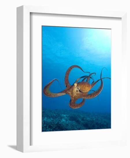 Octopus cyanea or Day Octopus-Stuart Westmorland-Framed Photographic Print