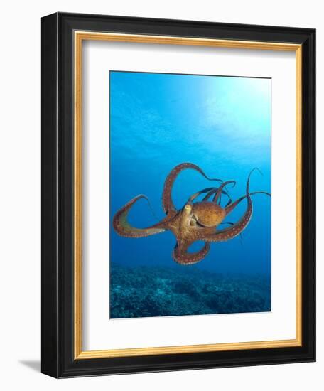 Octopus cyanea or Day Octopus-Stuart Westmorland-Framed Photographic Print