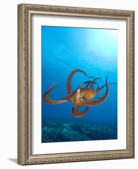 Octopus cyanea or Day Octopus-Stuart Westmorland-Framed Photographic Print