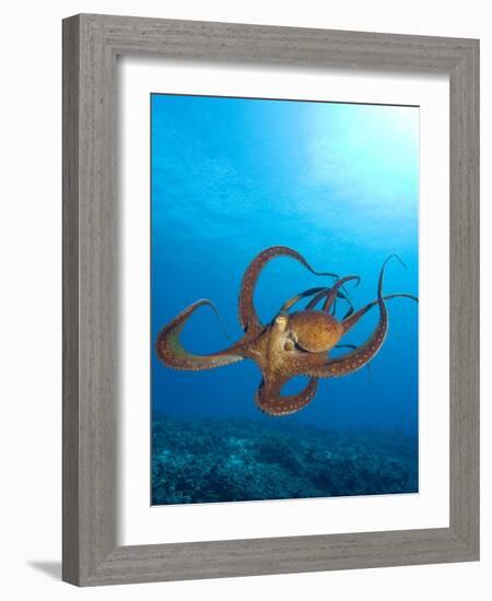 Octopus cyanea or Day Octopus-Stuart Westmorland-Framed Photographic Print