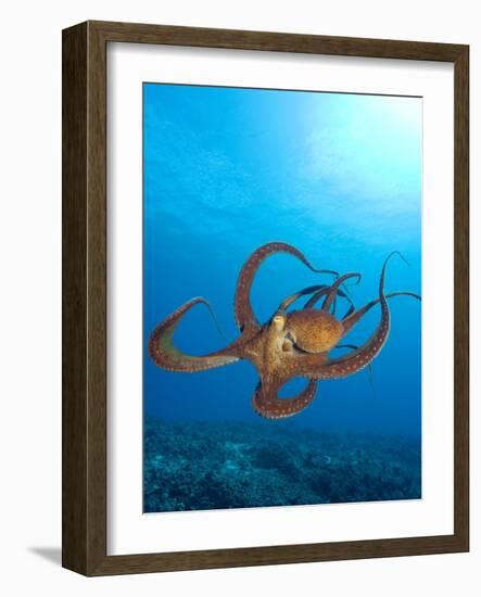 Octopus cyanea or Day Octopus-Stuart Westmorland-Framed Photographic Print