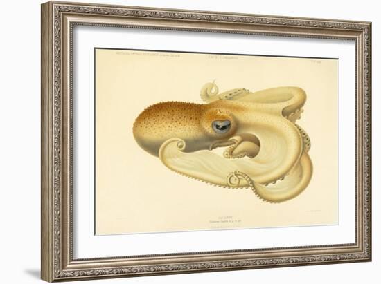 Octopus - Die Cephalopod - 1915 - Plate 75-null-Framed Giclee Print