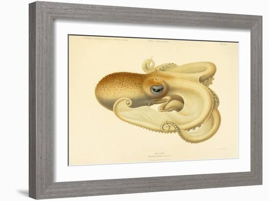 Octopus - Die Cephalopod - 1915 - Plate 75-null-Framed Giclee Print