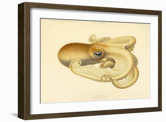 Octopus - Die Cephalopod - 1915 - Plate 75-null-Framed Giclee Print