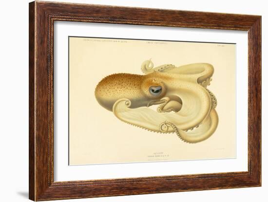 Octopus - Die Cephalopod - 1915 - Plate 75-null-Framed Giclee Print