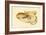 Octopus - Die Cephalopod - 1915 - Plate 75-null-Framed Giclee Print