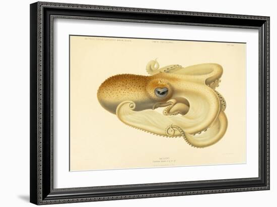 Octopus - Die Cephalopod - 1915 - Plate 75-null-Framed Giclee Print