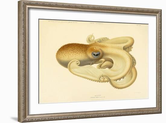 Octopus - Die Cephalopod - 1915 - Plate 75-null-Framed Giclee Print