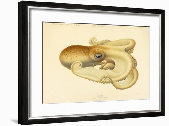 Octopus - Die Cephalopod - 1915 - Plate 75-null-Framed Giclee Print