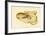 Octopus - Die Cephalopod - 1915 - Plate 75-null-Framed Giclee Print