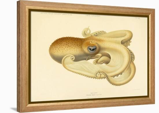 Octopus - Die Cephalopod - 1915 - Plate 75-null-Framed Premier Image Canvas