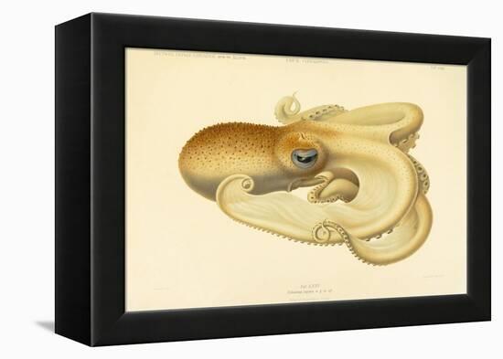 Octopus - Die Cephalopod - 1915 - Plate 75-null-Framed Premier Image Canvas