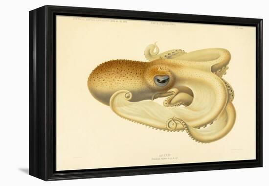 Octopus - Die Cephalopod - 1915 - Plate 75-null-Framed Premier Image Canvas