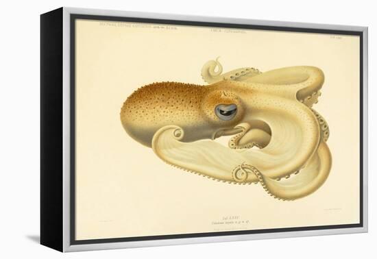 Octopus - Die Cephalopod - 1915 - Plate 75-null-Framed Premier Image Canvas