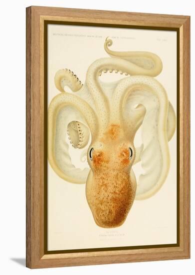 Octopus - Die Cephalopod - 1915 - Plate 76-null-Framed Premier Image Canvas