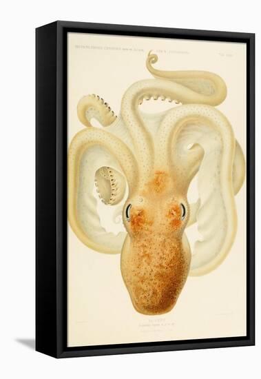 Octopus - Die Cephalopod - 1915 - Plate 76-null-Framed Premier Image Canvas