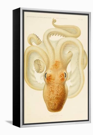 Octopus - Die Cephalopod - 1915 - Plate 76-null-Framed Premier Image Canvas