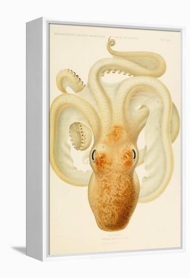 Octopus - Die Cephalopod - 1915 - Plate 76-null-Framed Premier Image Canvas