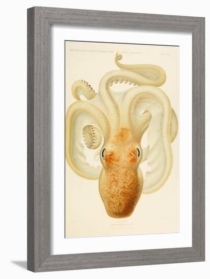 Octopus - Die Cephalopod - 1915 - Plate 76-null-Framed Giclee Print