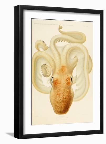 Octopus - Die Cephalopod - 1915 - Plate 76-null-Framed Giclee Print