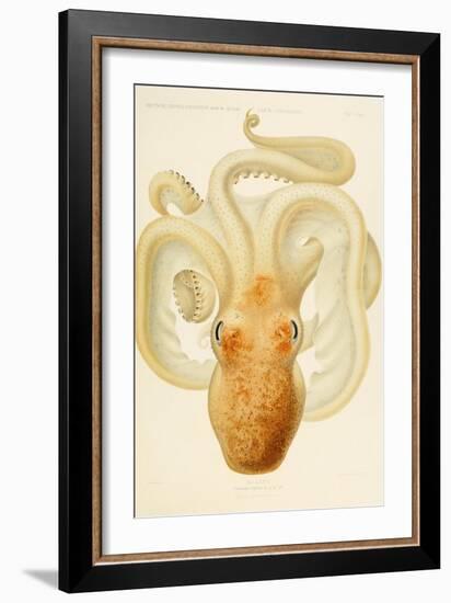 Octopus - Die Cephalopod - 1915 - Plate 76-null-Framed Giclee Print