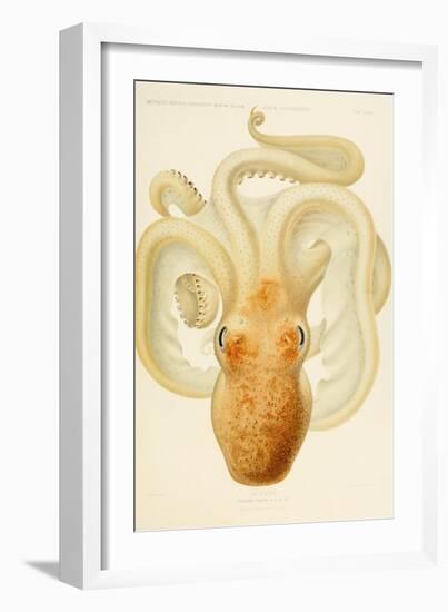 Octopus - Die Cephalopod - 1915 - Plate 76-null-Framed Giclee Print