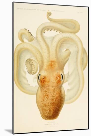 Octopus - Die Cephalopod - 1915 - Plate 76-null-Mounted Giclee Print