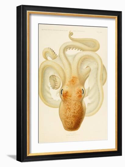 Octopus - Die Cephalopod - 1915 - Plate 76-null-Framed Giclee Print