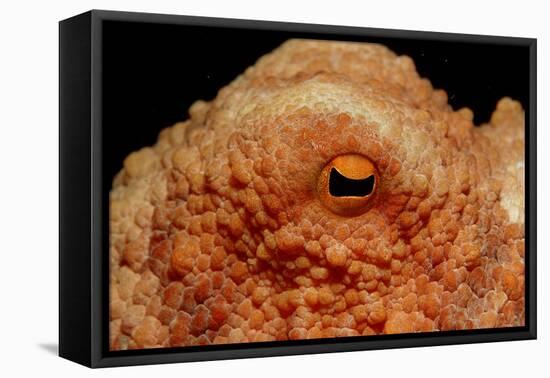 Octopus Head and Eye. (Octopus Vulgaris) Mediterranean Sea-Reinhard Dirscherl-Framed Premier Image Canvas