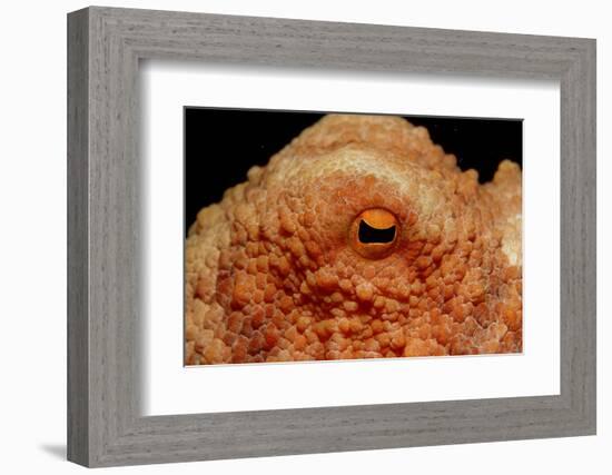 Octopus Head and Eye. (Octopus Vulgaris) Mediterranean Sea-Reinhard Dirscherl-Framed Photographic Print