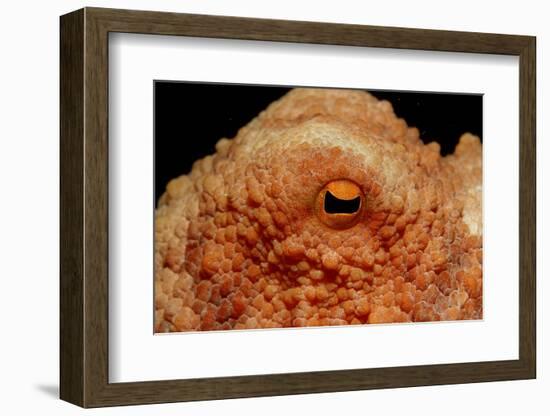 Octopus Head and Eye. (Octopus Vulgaris) Mediterranean Sea-Reinhard Dirscherl-Framed Photographic Print