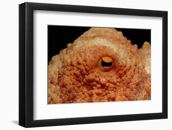 Octopus Head and Eye. (Octopus Vulgaris) Mediterranean Sea-Reinhard Dirscherl-Framed Photographic Print