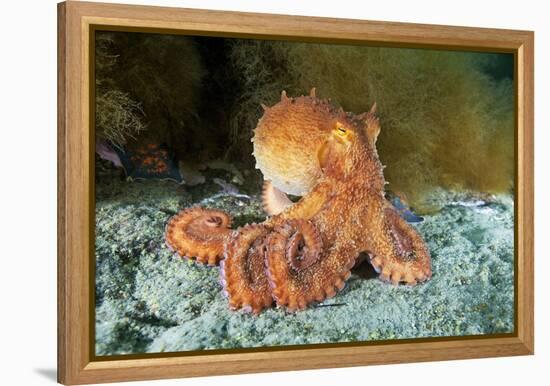 Octopus, Japan-Alexander Semenov-Framed Premier Image Canvas