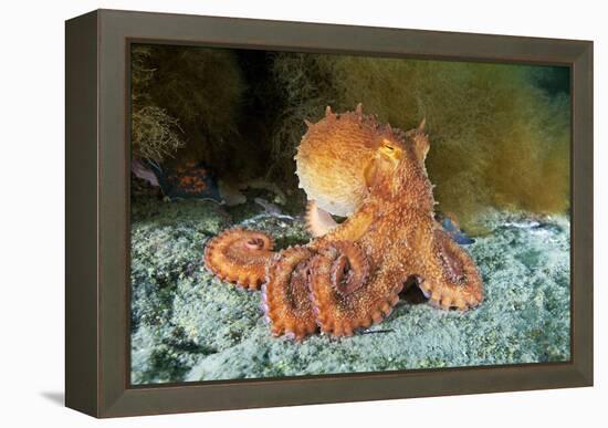 Octopus, Japan-Alexander Semenov-Framed Premier Image Canvas