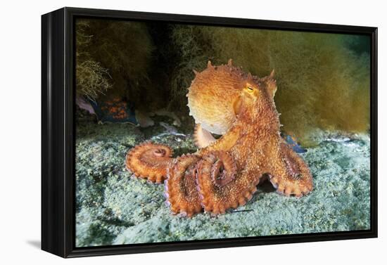 Octopus, Japan-Alexander Semenov-Framed Premier Image Canvas