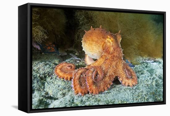 Octopus, Japan-Alexander Semenov-Framed Premier Image Canvas