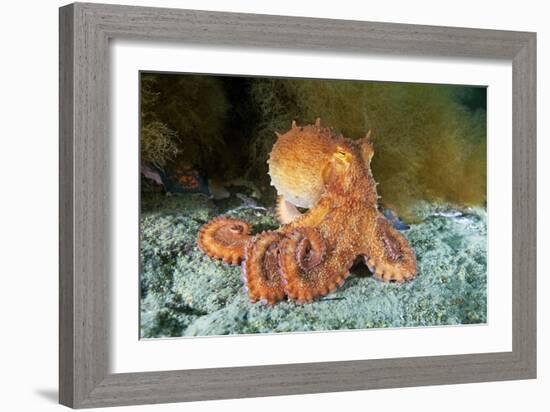 Octopus, Japan-Alexander Semenov-Framed Photographic Print