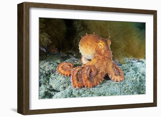 Octopus, Japan-Alexander Semenov-Framed Photographic Print