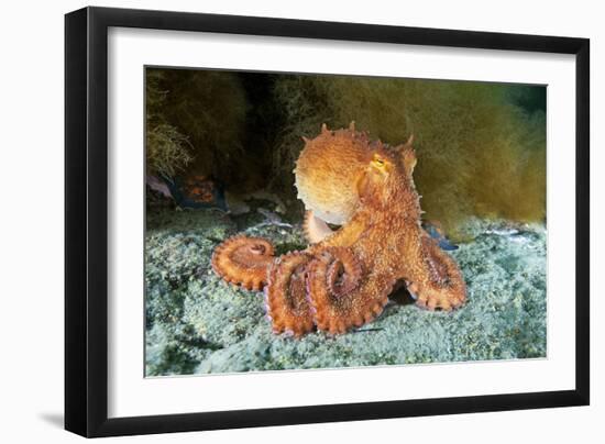 Octopus, Japan-Alexander Semenov-Framed Photographic Print