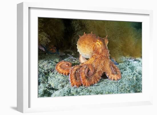 Octopus, Japan-Alexander Semenov-Framed Photographic Print