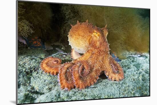 Octopus, Japan-Alexander Semenov-Mounted Photographic Print