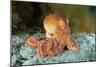 Octopus, Japan-Alexander Semenov-Mounted Photographic Print