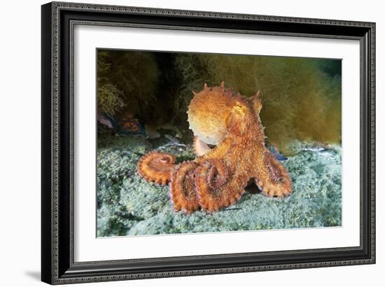 Octopus, Japan-Alexander Semenov-Framed Photographic Print