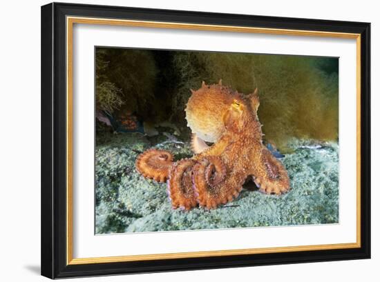 Octopus, Japan-Alexander Semenov-Framed Photographic Print