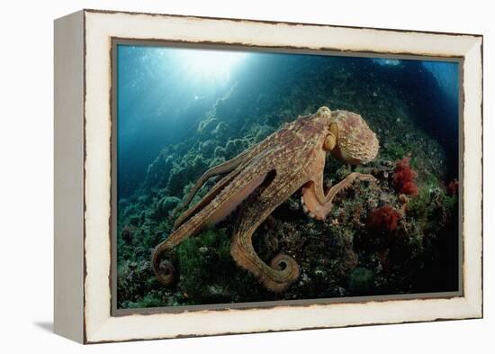 Octopus (Octopus Vulgaris)-Reinhard Dirscherl-Framed Premier Image Canvas