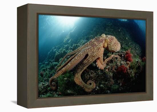 Octopus (Octopus Vulgaris)-Reinhard Dirscherl-Framed Premier Image Canvas