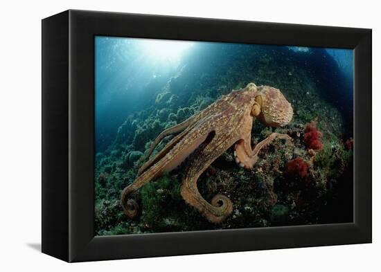Octopus (Octopus Vulgaris)-Reinhard Dirscherl-Framed Premier Image Canvas