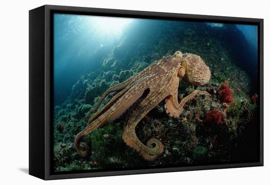 Octopus (Octopus Vulgaris)-Reinhard Dirscherl-Framed Premier Image Canvas