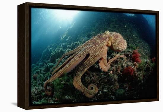 Octopus (Octopus Vulgaris)-Reinhard Dirscherl-Framed Premier Image Canvas