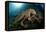 Octopus (Octopus Vulgaris)-Reinhard Dirscherl-Framed Premier Image Canvas